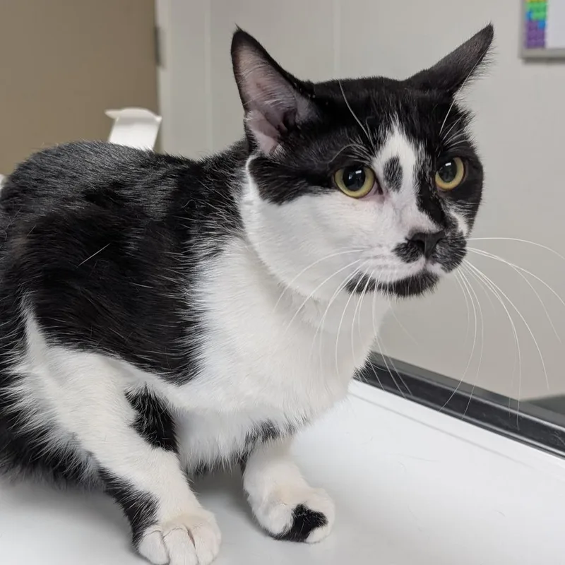A young large-sized male Black Domestic Short Hair cat named Grayson for adoption in Canton, IL