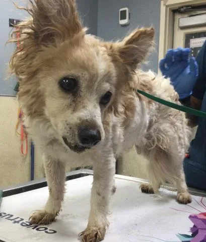 A senior small-sized female Chihuahua dog named Nini for adoption in Riverside, CA