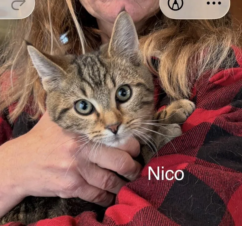 Nico