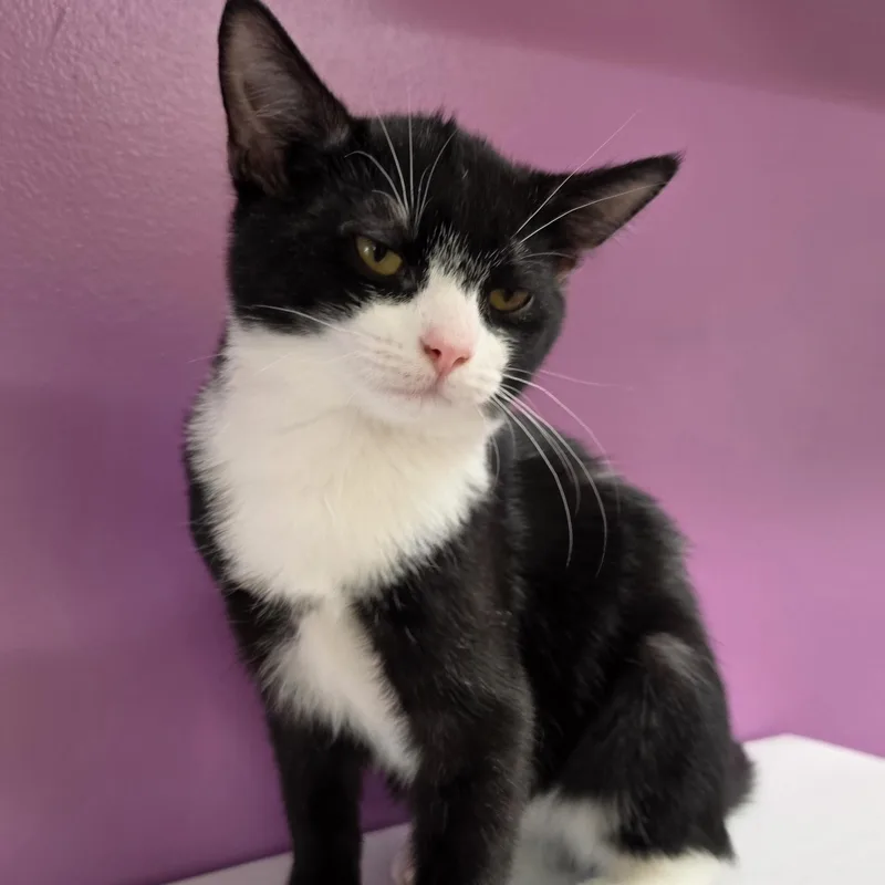 A young medium-sized male Black & White / Tuxedo Domestic Short Hair cat named Gizmo for adoption in Danville, VA