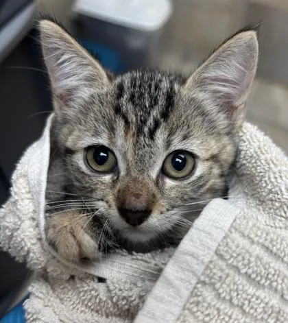 A baby small-sized female Domestic Short Hair cat named Purr for adoption in Honolulu, HI