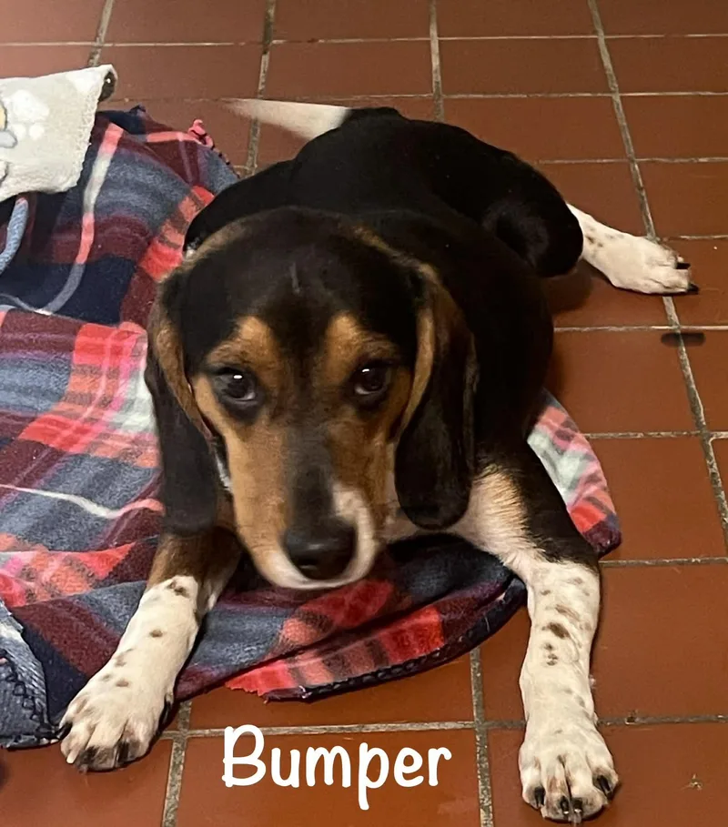 A young small-sized male Tricolor (Brown, Black, & White) Beagle dog named Bumper Onc for adoption in Albert Lea, MN
