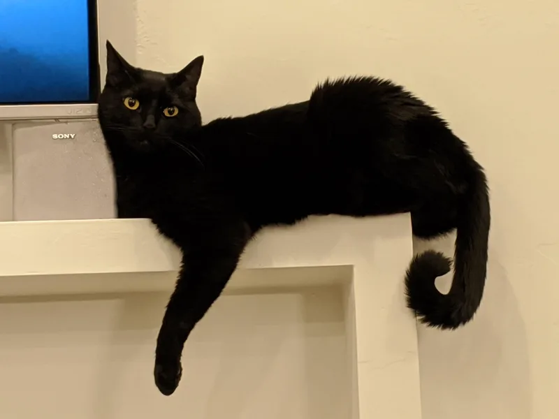 A senior medium-sized male Domestic Short Hair cat named Luna and Merlin for adoption in Blaine, MN