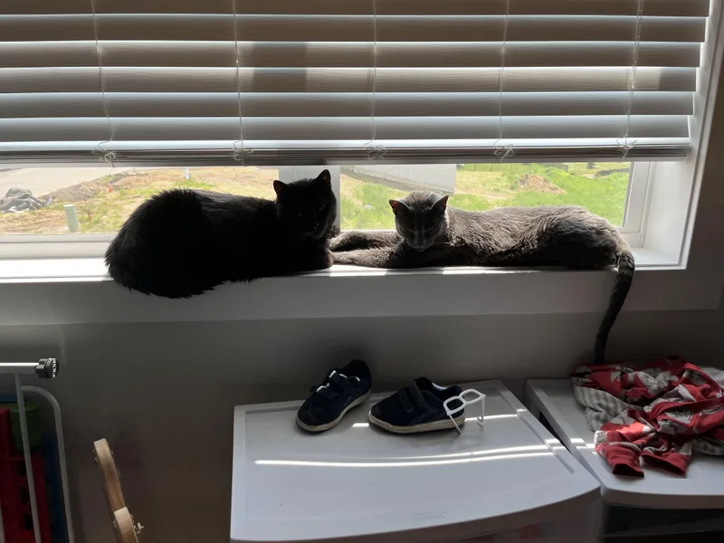 Luna and Merlin thumbnail 2