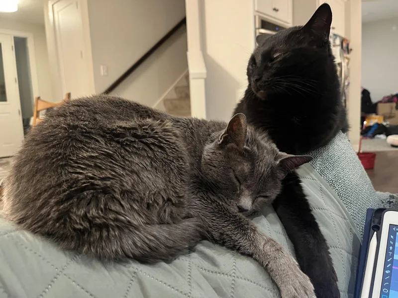 Luna and Merlin thumbnail 4