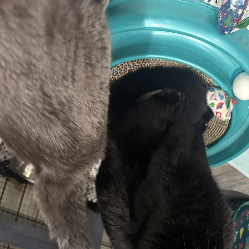 Luna and Merlin thumbnail 5
