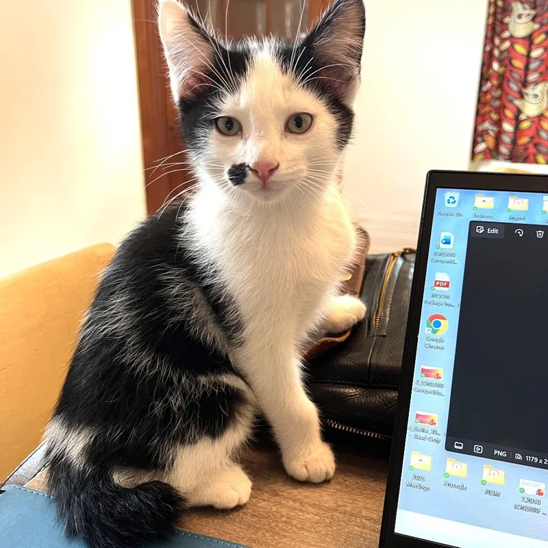 A baby small-sized male Domestic Medium Hair cat named Pistachio for adoption in FAIRWAY, KS