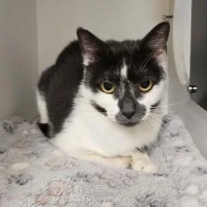 A young medium-sized female Black & White / Tuxedo Domestic Short Hair cat named Mouse for adoption in Phoenixville, PA