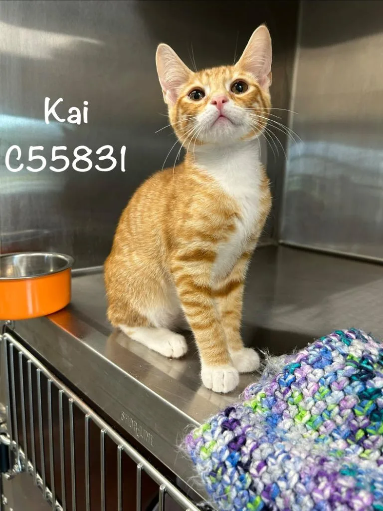 Kai