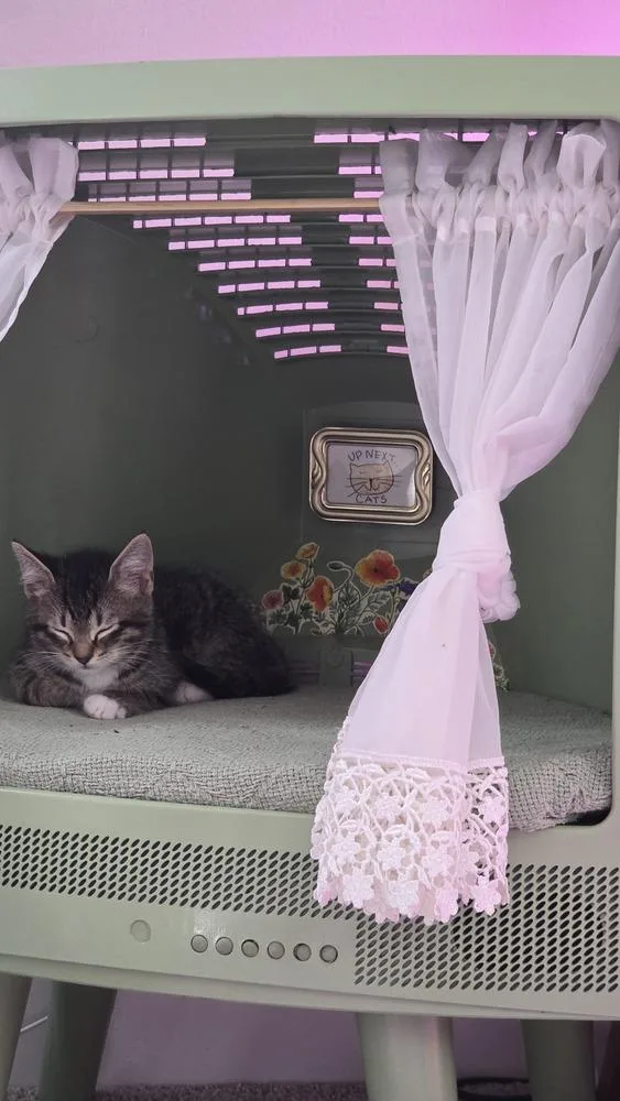 A baby small-sized male Domestic Short Hair cat named Tiptoe for adoption in Ferndale, MI