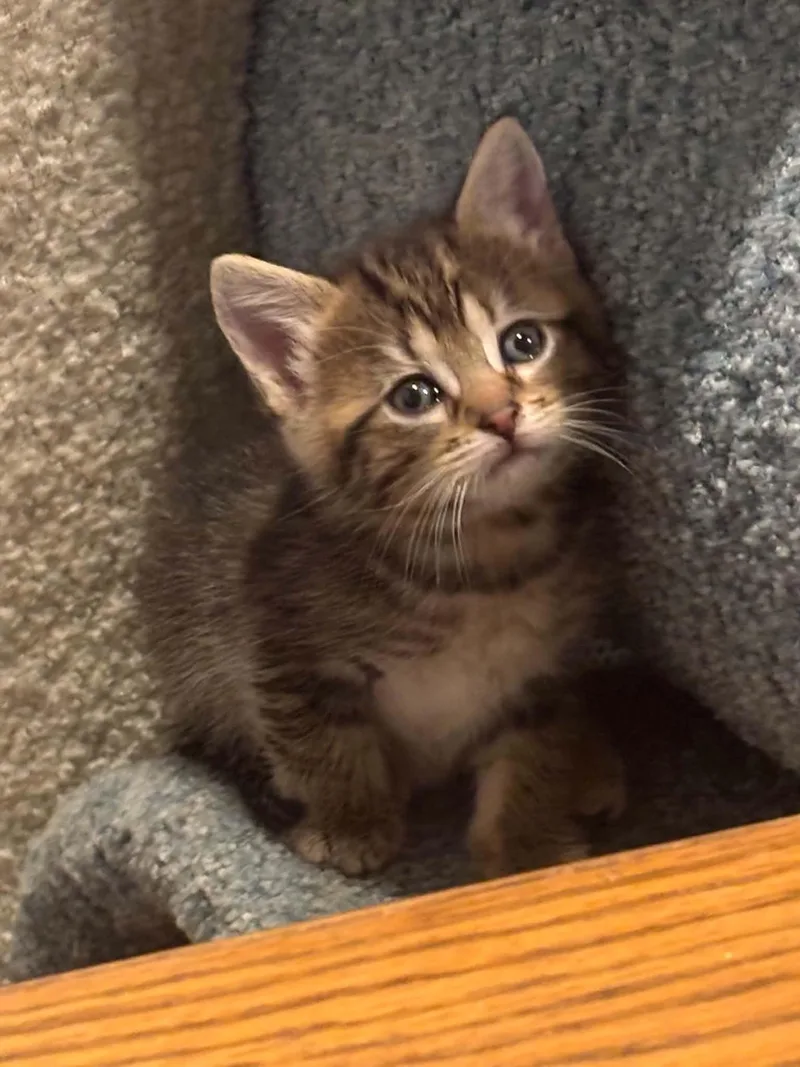 A baby medium-sized female Domestic Short Hair cat named Misty for adoption in Westfield, MA