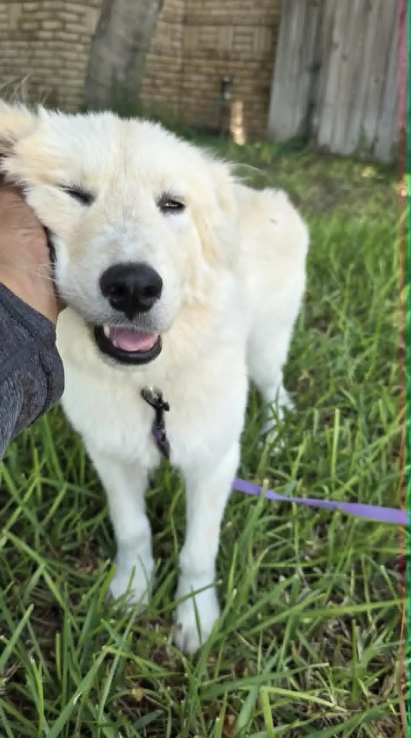 A baby large-sized female Great Pyrenees dog named Fifi SAT for adoption in Quinlan, TX