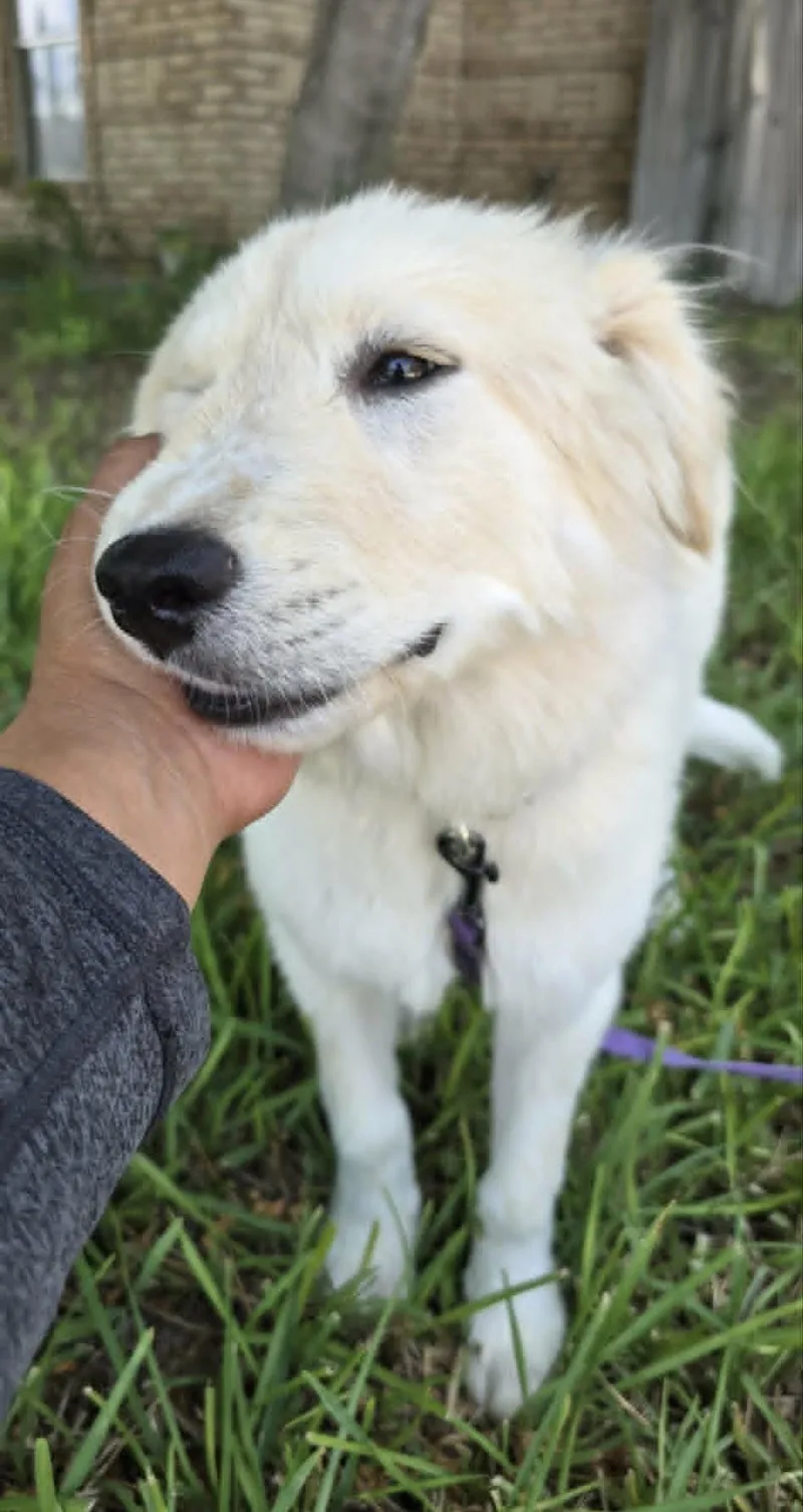 Fifi SAT thumbnail 2