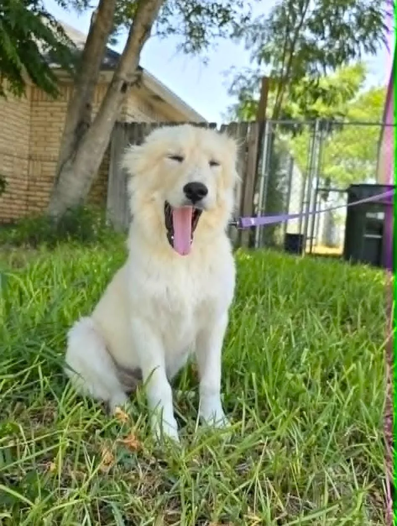 Fifi SAT thumbnail 3