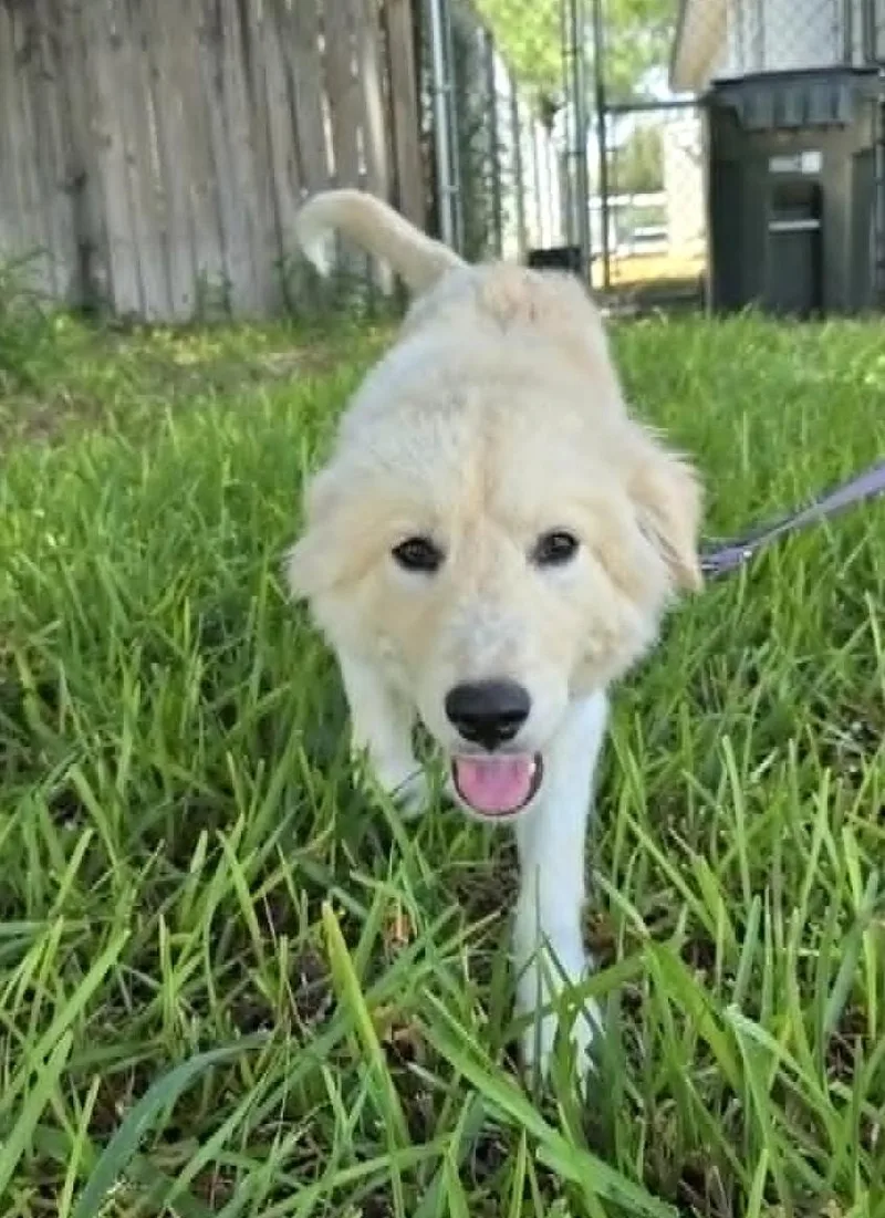 Fifi SAT thumbnail 6