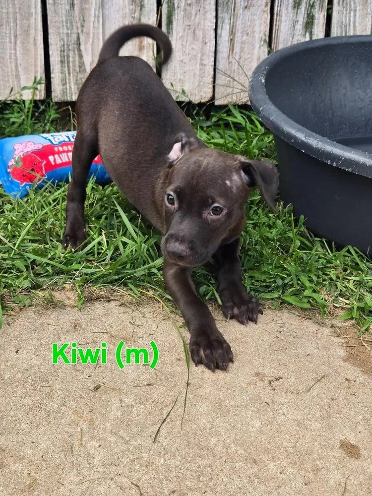 Kiwi