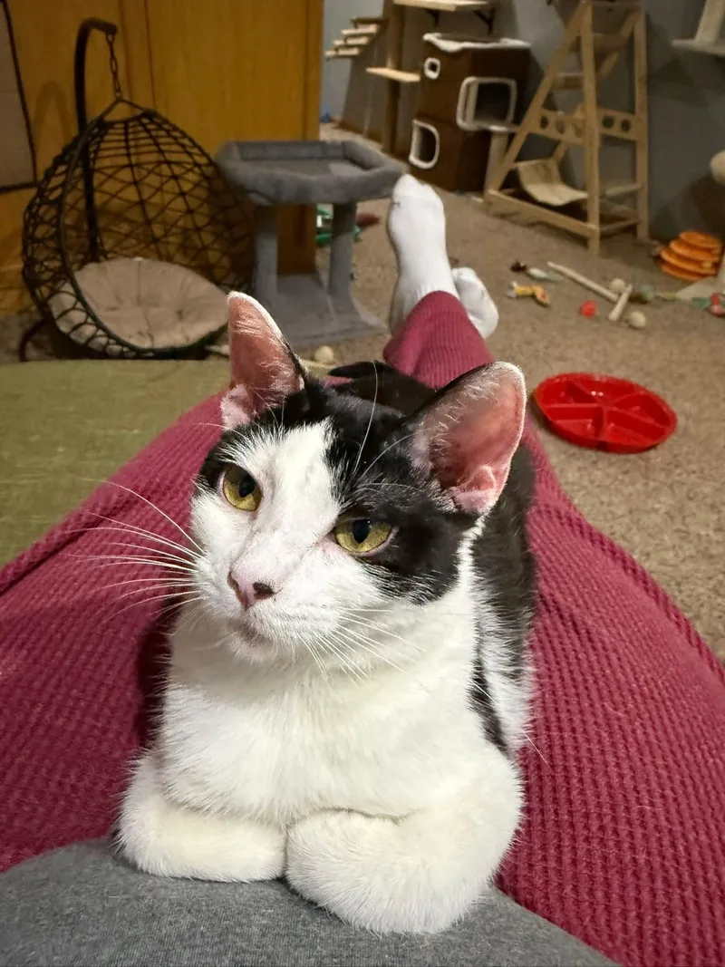 A young medium-sized female Black & White / Tuxedo Domestic Short Hair cat named Patches for adoption in Sioux City, IA