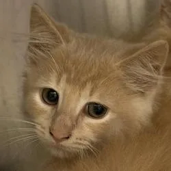 A baby small-sized male Orange / Red Domestic Medium Hair cat named Tangerine Sky for adoption in Asheville, NC