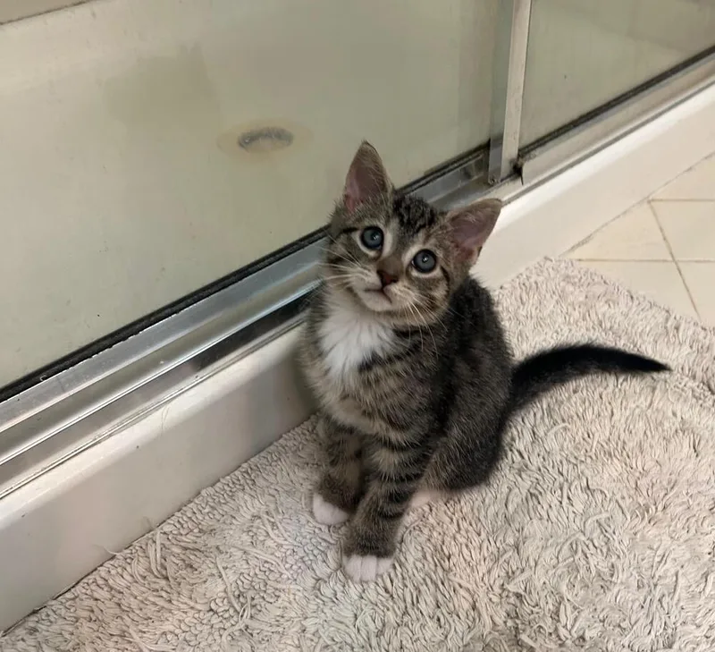 A baby small-sized male Tabby cat named Taro for adoption in Skippack, PA