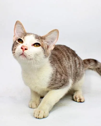 A baby small-sized male Domestic Short Hair cat named Moose for adoption in Morton Grove, IL