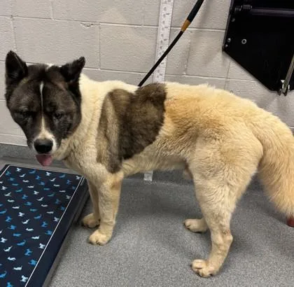 An adult extra large-sized male Akita dog named Chief for adoption in Sevierville, TN