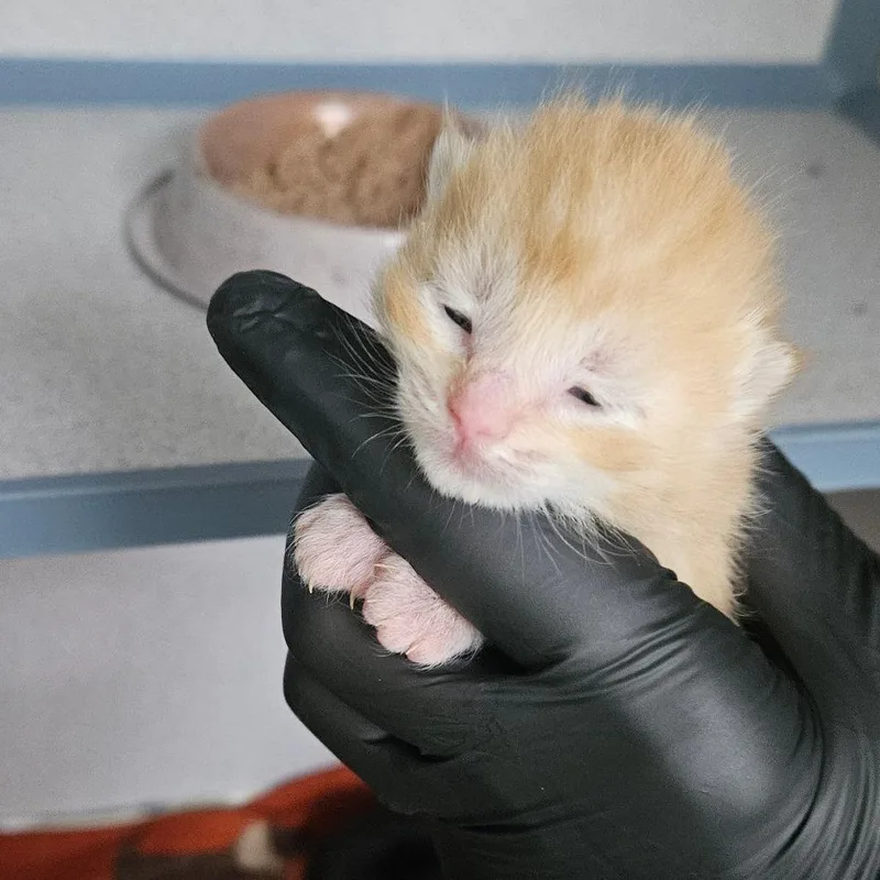 A baby small-sized male Orange / Red Domestic Short Hair cat named Cricket for adoption in Newport, TN