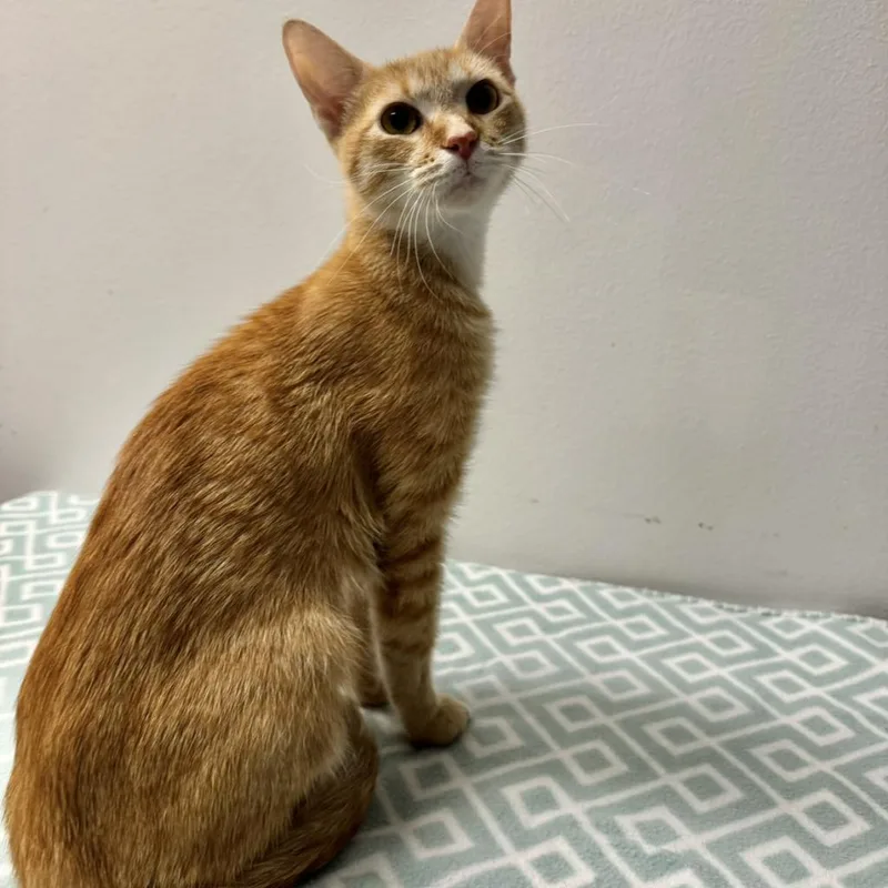 An adult medium-sized female Orange / Red Domestic Short Hair cat named Lola for adoption in Houston, TX