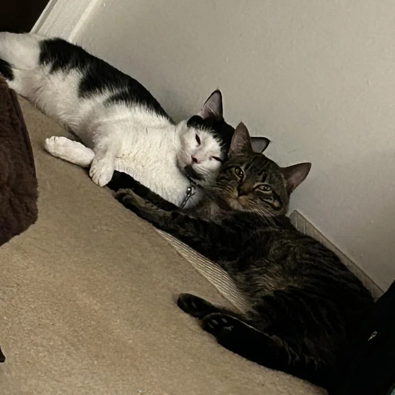 A young small-sized male Gray / Blue / Silver American Shorthair cat named Tink  Home To for adoption in South Elgin, IL