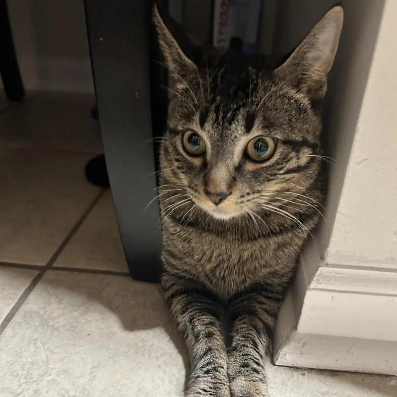 Tink  Home To thumbnail 2