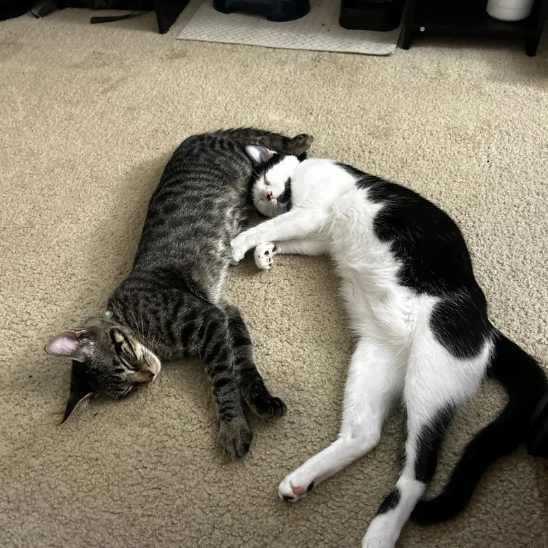 Tink  Home To thumbnail 3