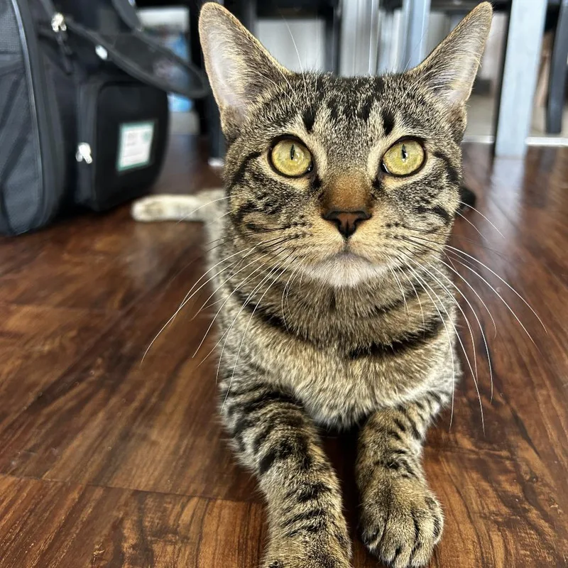 Tink  Home To thumbnail 4