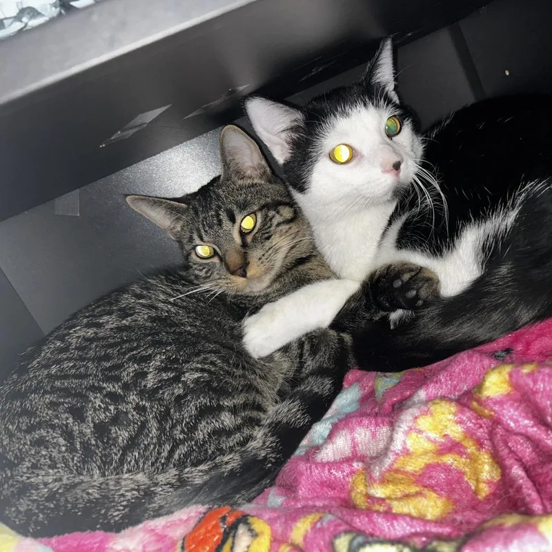 Tink  Home To thumbnail 5