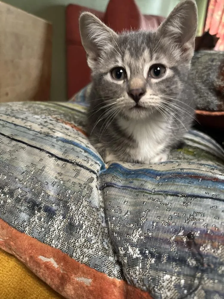 A baby small-sized male Buff / Tan / Fawn Domestic Short Hair cat named Papa John for adoption in Dallas, TX