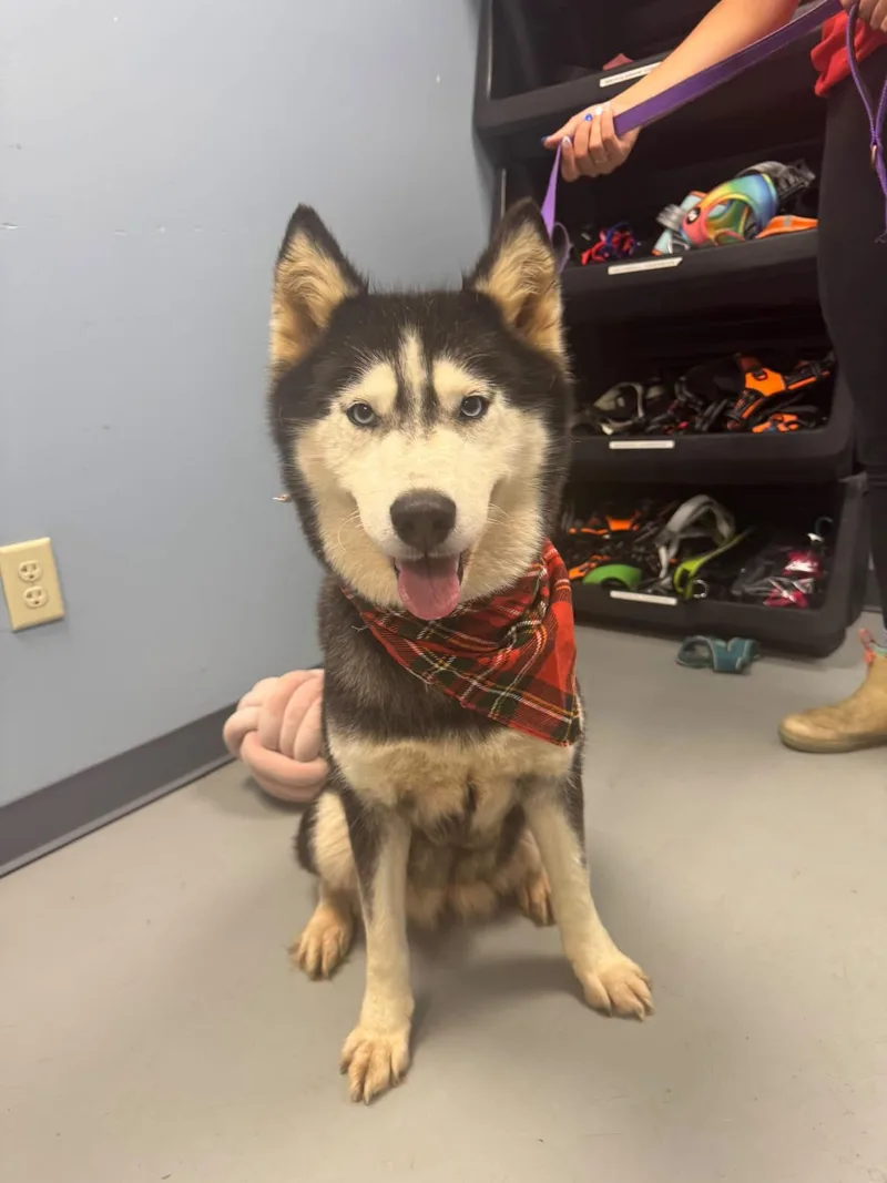 An adult medium-sized female Black Husky dog named Aurora for adoption in Zanesville, OH