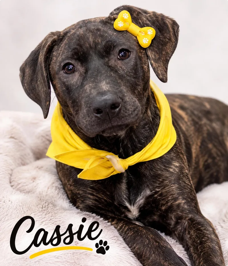 A young medium-sized female American Staffordshire Terrier dog named Cassie for adoption in Central Valley, NY
