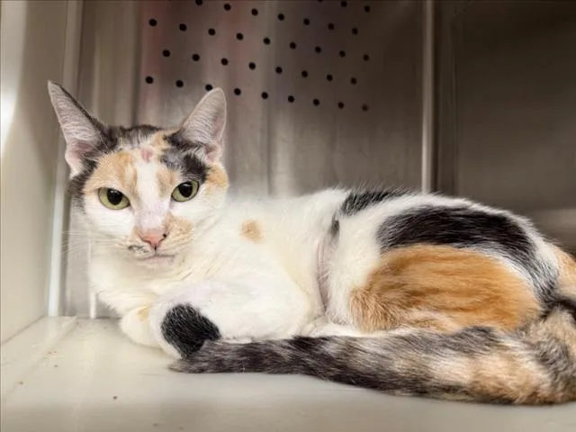An adult small-sized female Domestic Short Hair cat named Nezuko for adoption in Woodland, CA