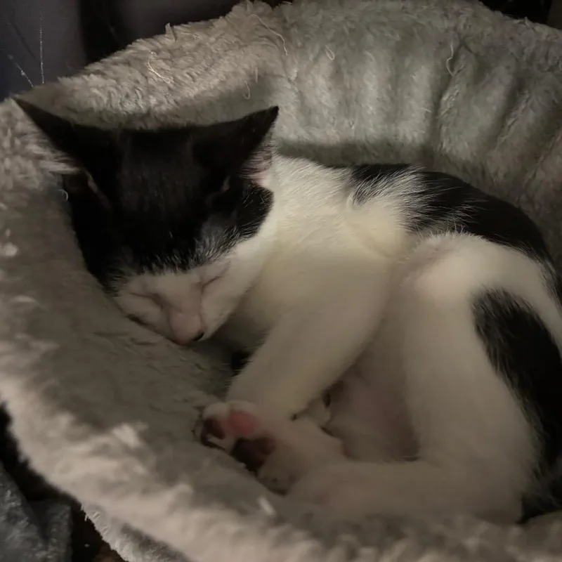 A young medium-sized female White Domestic Short Hair cat named Ara for adoption in Port Richey, FL