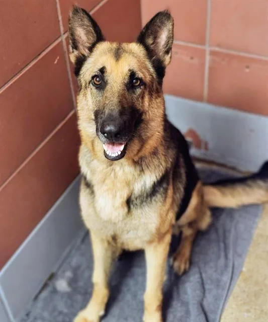 An adult large-sized female German Shepherd Dog dog named Berlin for adoption in Houston, TX