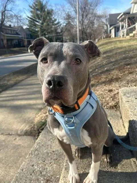 A senior medium-sized female Gray / Blue / Silver Pit Bull Terrier dog named Piper for adoption in Indianapolis, IN