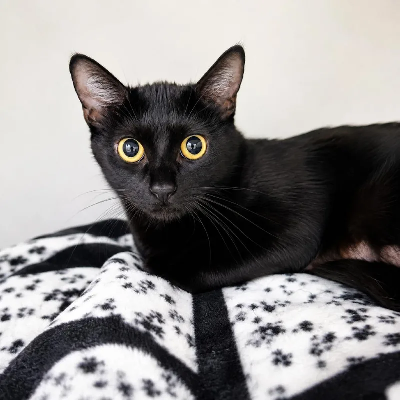 An adult small-sized female Black Domestic Short Hair cat named Bernese Mountain Dog for adoption in Hopkinton, MA