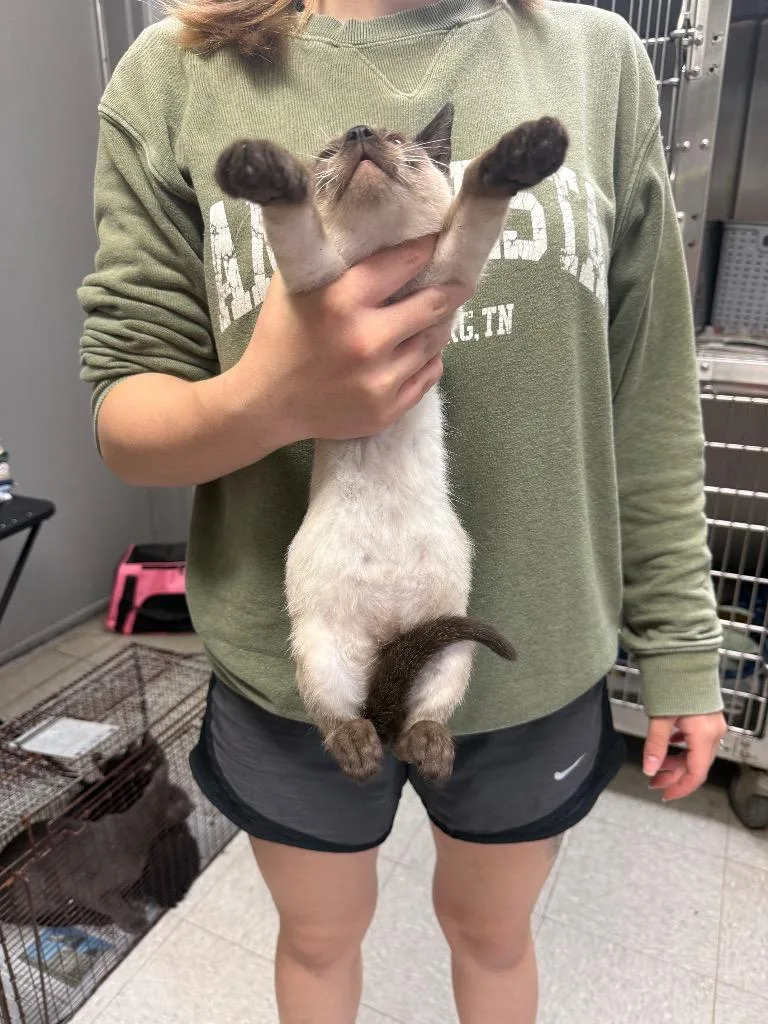 A baby medium-sized female Siamese cat named Catoosa for adoption in Sorrento, LA