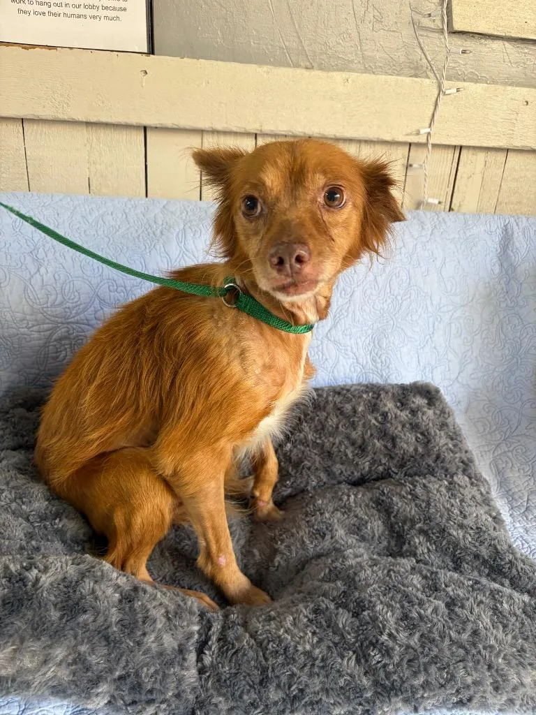 A young medium-sized male Terrier dog named Freedom for adoption in Fort Worth, TX
