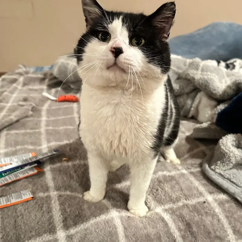 An adult large-sized male Black Domestic Short Hair cat named Mr Moo Man for adoption in East Lansing, MI