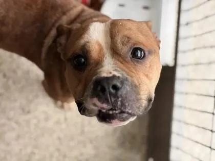 An adult medium-sized male Mixed Breed dog named Eli for adoption in Memphis, TN