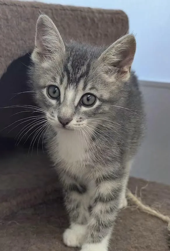 A baby medium-sized male Tabby (Gray / Blue / Silver) Domestic Short Hair cat named Dusty for adoption in Carthage, IL
