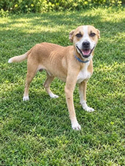 A young small-sized male Terrier dog named Max for adoption in Palm Coast, FL
