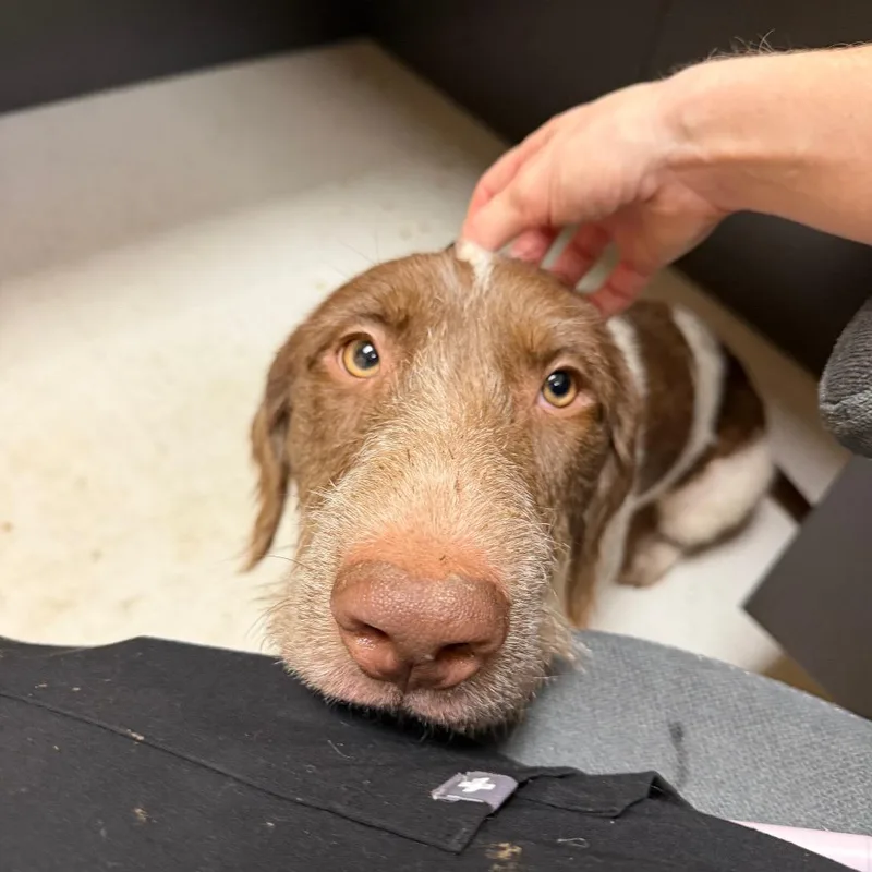 An adult large-sized male Terrier dog named Willie for adoption in Falls Church, VA