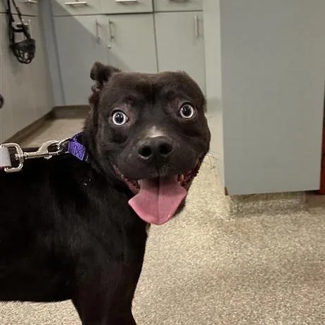 A young medium-sized male Black Mixed Breed dog named Francis for adoption in Jacksonville, FL