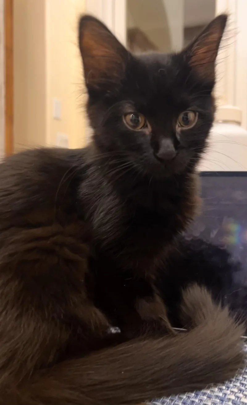 A baby medium-sized female Black Domestic Medium Hair cat named Jay for adoption in Austin, TX
