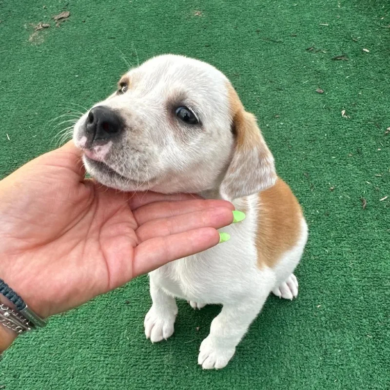 A baby medium-sized female White / Cream Pointer dog named Emily for adoption in Cleveland, TX